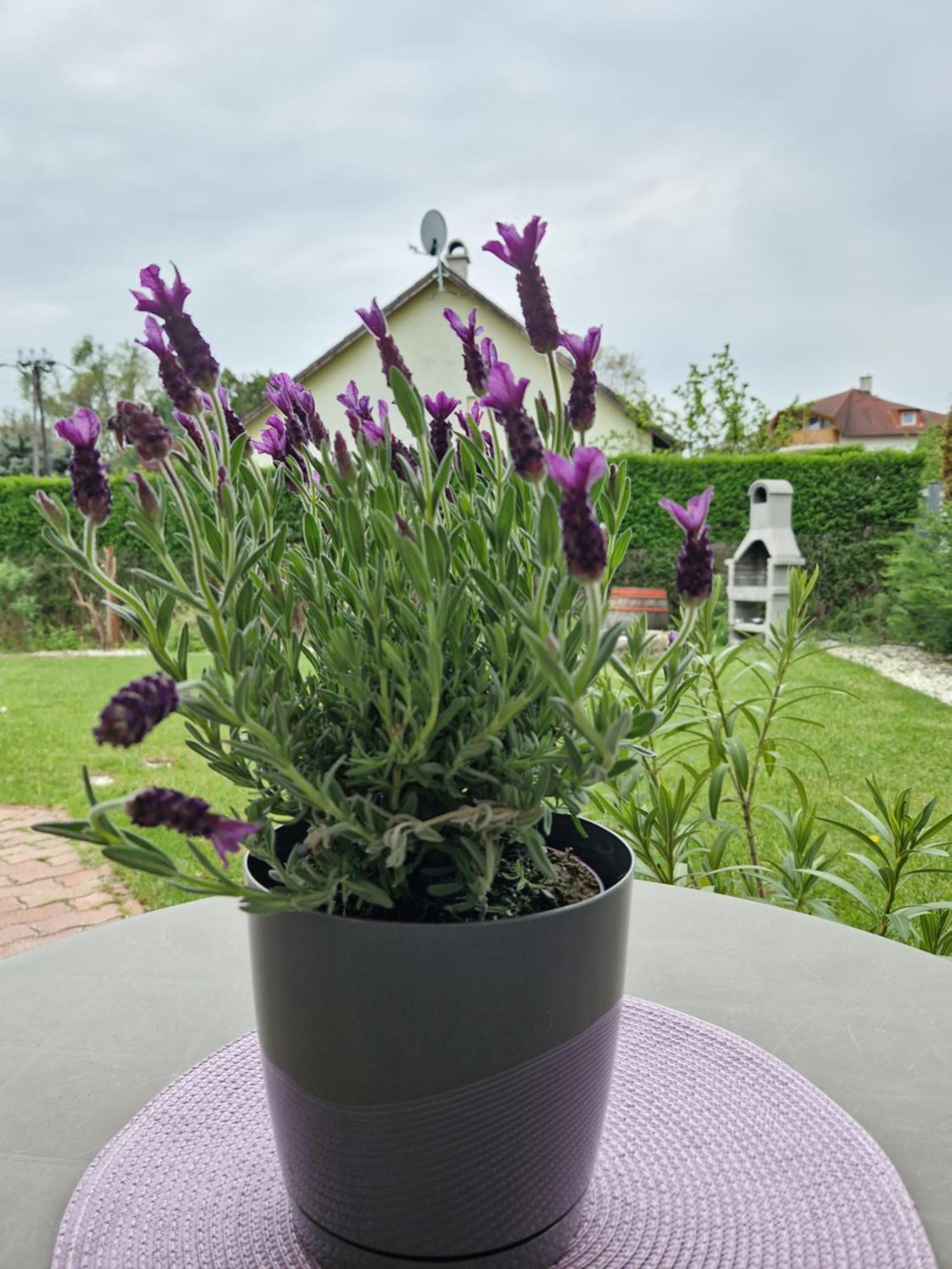Balaton Apartman Fuered Balatonfured Ngoại thất bức ảnh
